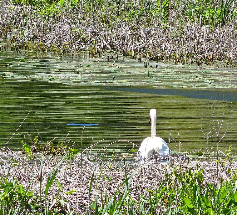 Mute swan patrols outside the dam