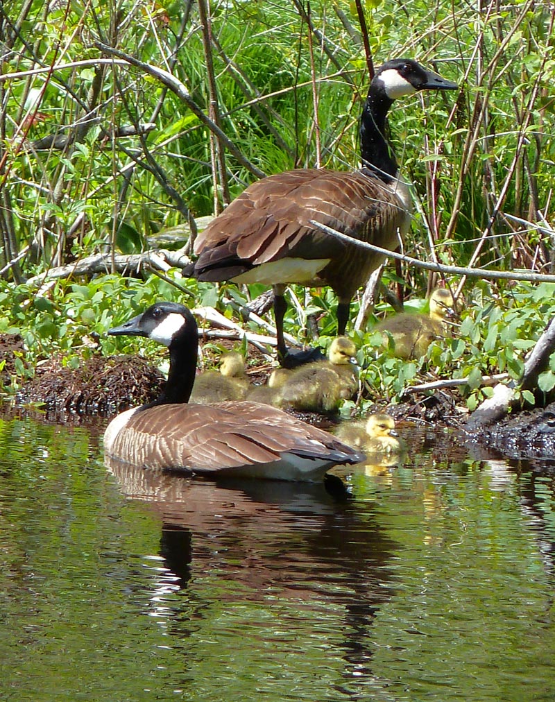 ... while Canada geese dine within