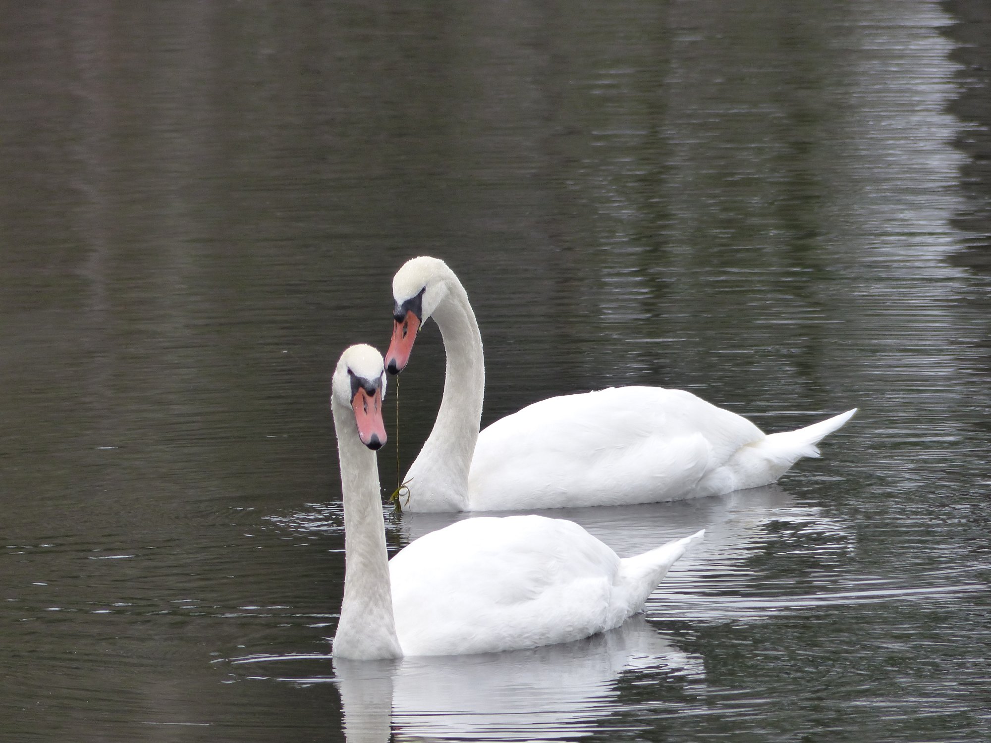 Swans at Pond 02
